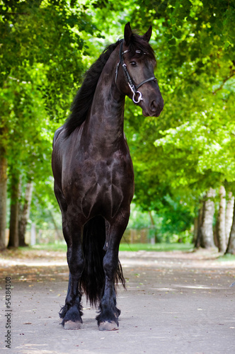 Naklejka - mata magnetyczna na lodówkę Friesian horse standing portrait