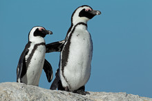 African Penguins Against A Blue Sky