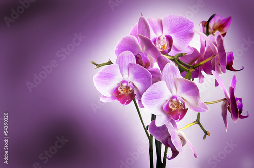 fiolkowa-orchidea-na-purpurowym-bokeh-tle