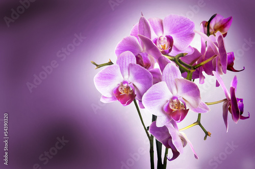 Fototapeta na wymiar Violet orchid on purple bokeh background