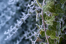 Frosty Ivy Against Frozen Blue Background