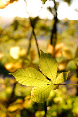 Poster - autumn leaves