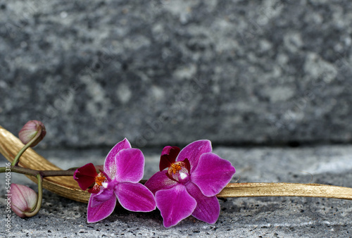 Naklejka na szybę Fioletowy kwiaty orchidei na tle skały