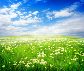 Wall Mural - field of flowers