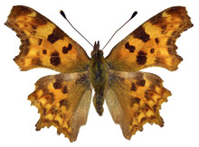 Isolated Comma Butterfly