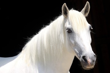 Fotoroleta twarz koń jeździectwo grzywa