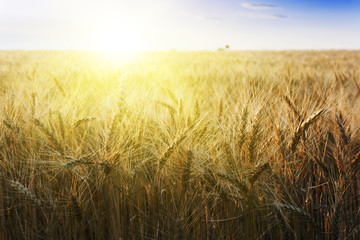 Canvas Print - Wheat field under cloudscape