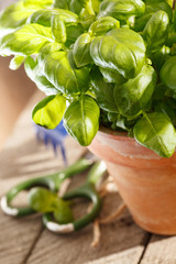 Canvas Print - basil in the pot