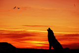 Fototapeta Tęcza - Wolf howling at sunset