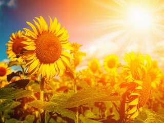 Happy Meadow. Sunflowers field under golden summer sun