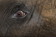 Close up of an African elephant's eye