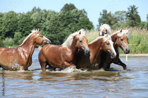 Obraz w ramie Batch of haflingers moving in the wather