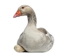 Close-up Of A Domestic Goose, Anser Anser Domesticus, Lying