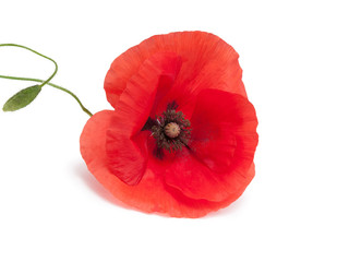 Wall Mural - Poppy