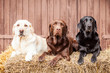 Drei Labrador Retriever Freunde