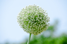 Spherical White Onion Flower