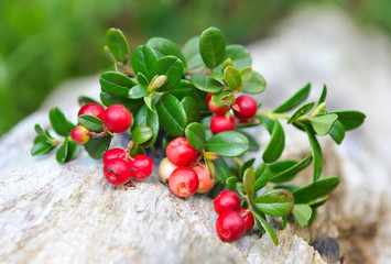 Sticker - Berries of wild cowberry (Vaccinium vitis-idaea)