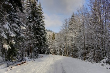 Wall Mural - foret vosgienne sous la neige