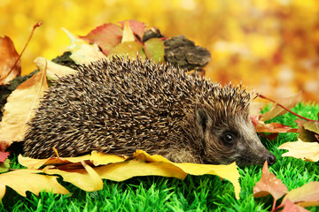 Wall Mural - Hedgehog on autumn leaves in forest