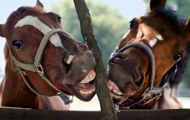 horse smile