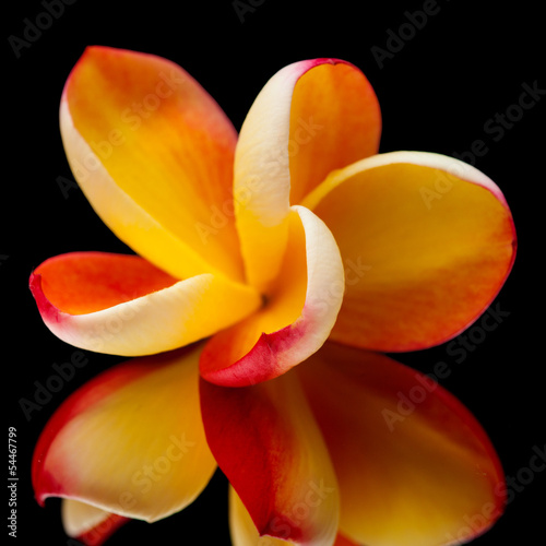 Naklejka na kafelki frangipani