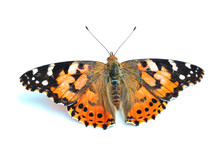 Painted Lady (Vanessa Cardui) Isolated On White