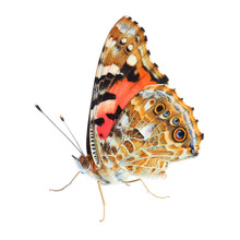 Painted Lady (Vanessa Cardui) Isolated On White