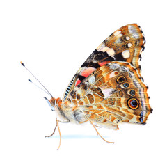 Poster - Painted Lady (Vanessa cardui) isolated on white