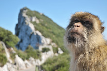 Barbary Ape With Rock Of Gibraltar