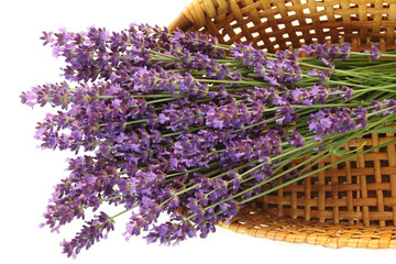 Fotomurales - Bunch of lavender