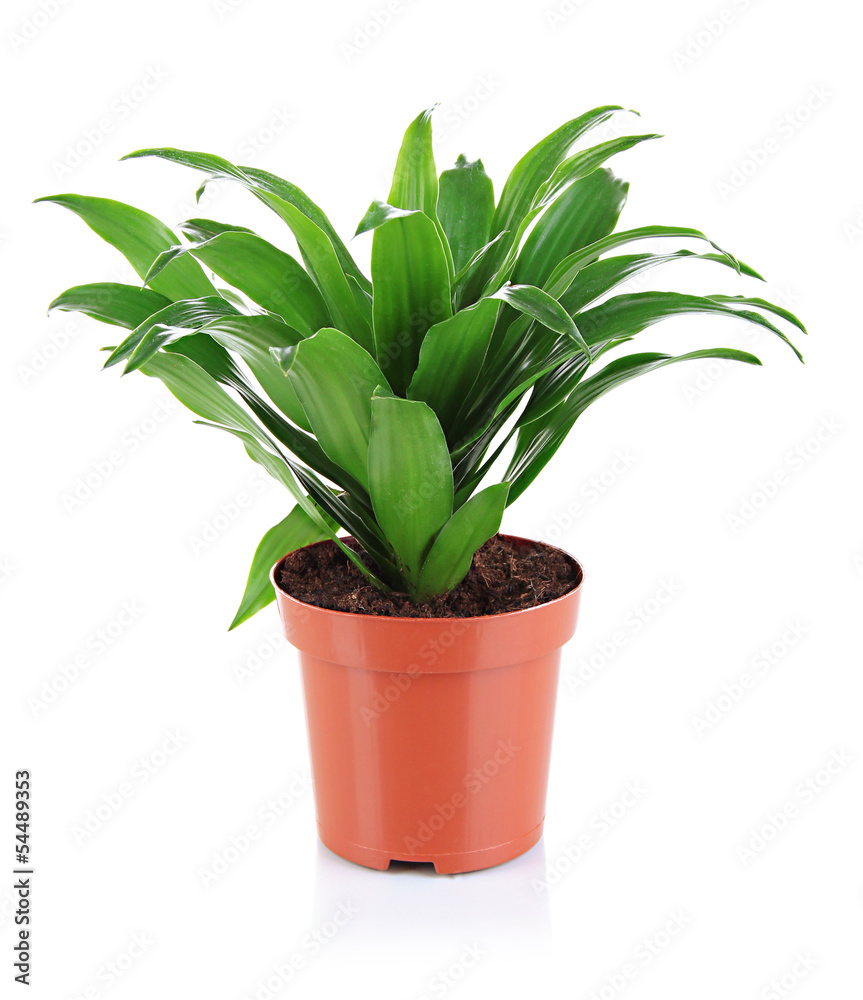 Beautiful flower in pot isolated on white