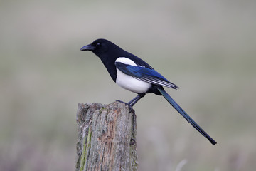 Canvas Print - Magpie, Pica pica