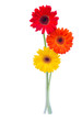 canvas print picture - three gerbera flowers