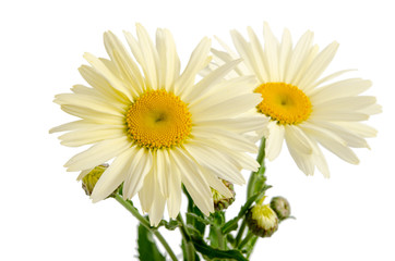 Canvas Print - Leucanthemum maximum 'Broadway Lights' - Margerite