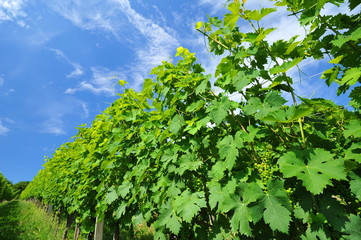 Wall Mural - Picture of winery garden, blue sky, beautiful agricultural