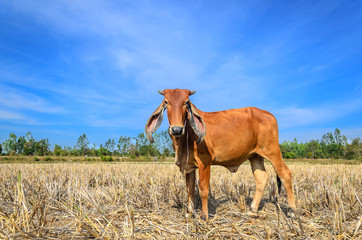 Cow on the rise straw and blue sky background