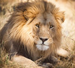 Large lion in Zambia, Africa