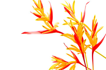 Wall Mural - Heliconia 'Rubra'