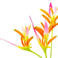 Wall Mural - Heliconia 'Sassy'