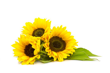 sunflower on white background (Helianthus)