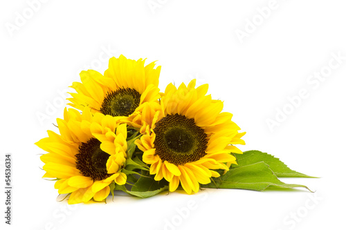 Fototapeta na wymiar sunflower on white background (Helianthus)