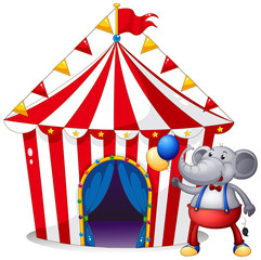 Poster - An elephant in front of the tent at the carnival