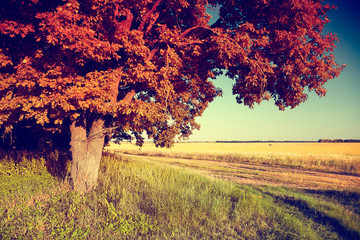 Wall Mural - Autumn landscape