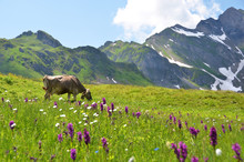 Cow In An Alpine Meadow. Melchsee-Frutt, Switzerland