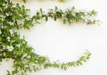 Natural Frame Of Jasmine Flowers On White Wall