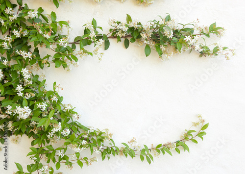 Fotografie, Obraz Natural frame of jasmine flowers on white wall