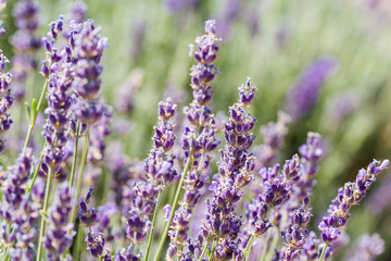 Fototapete - Lavender