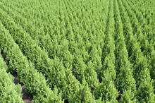 Rows Of Yew Taxus Trees In A Nursery In Hazerswoude Netherlands.