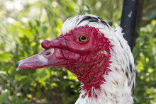 Close Up View Of The Head Of A Muscovy Duck Bird.