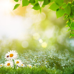 Beauty summer day on the meadow, abstract natural landscape